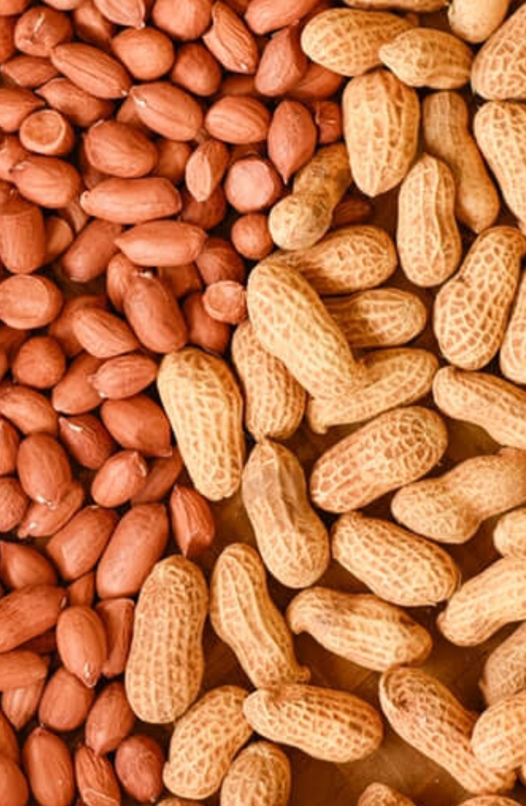 Food Grains Icon